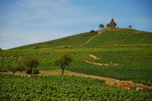 vignobles